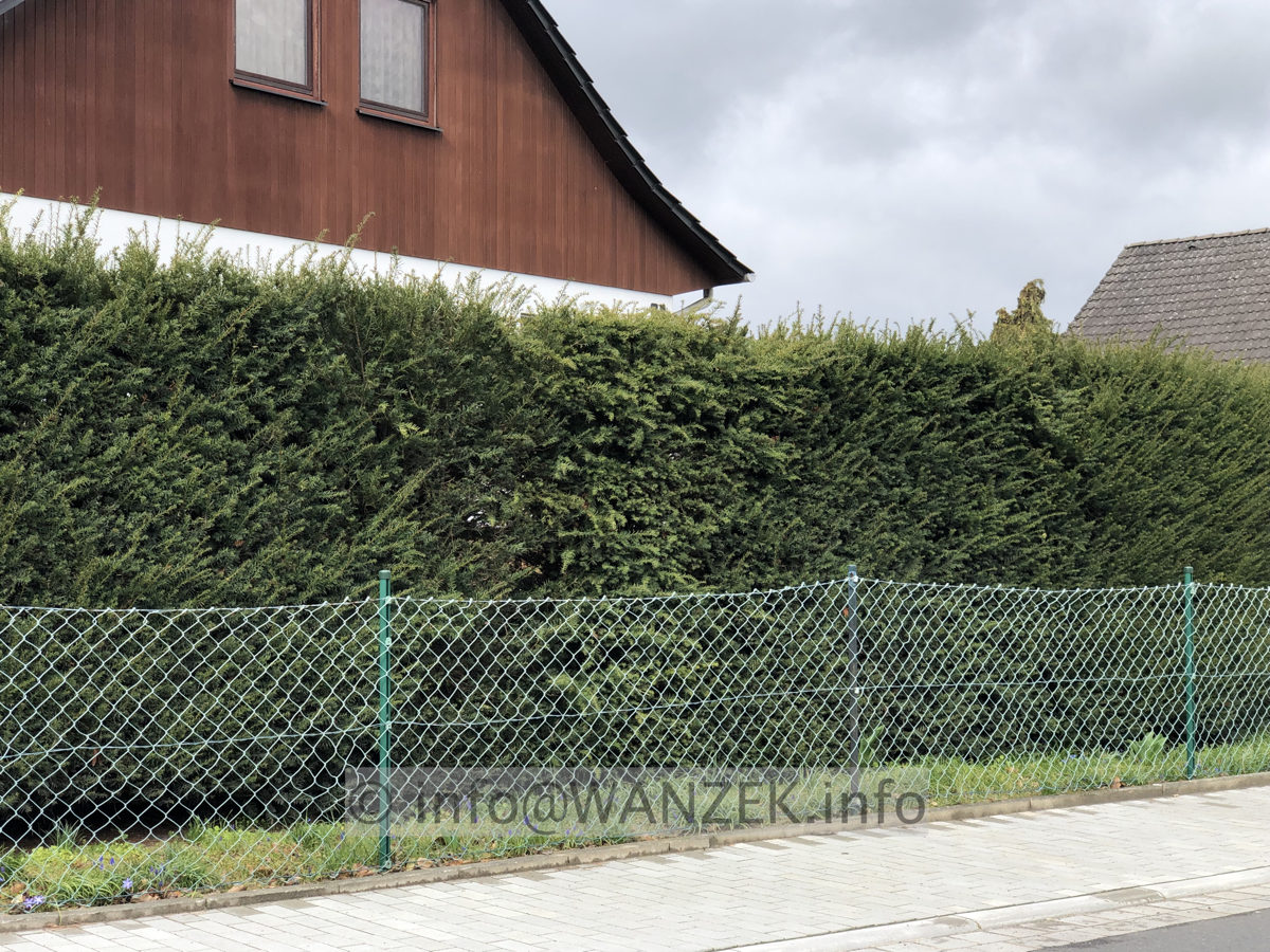 Hecke Taxus 002.JPG